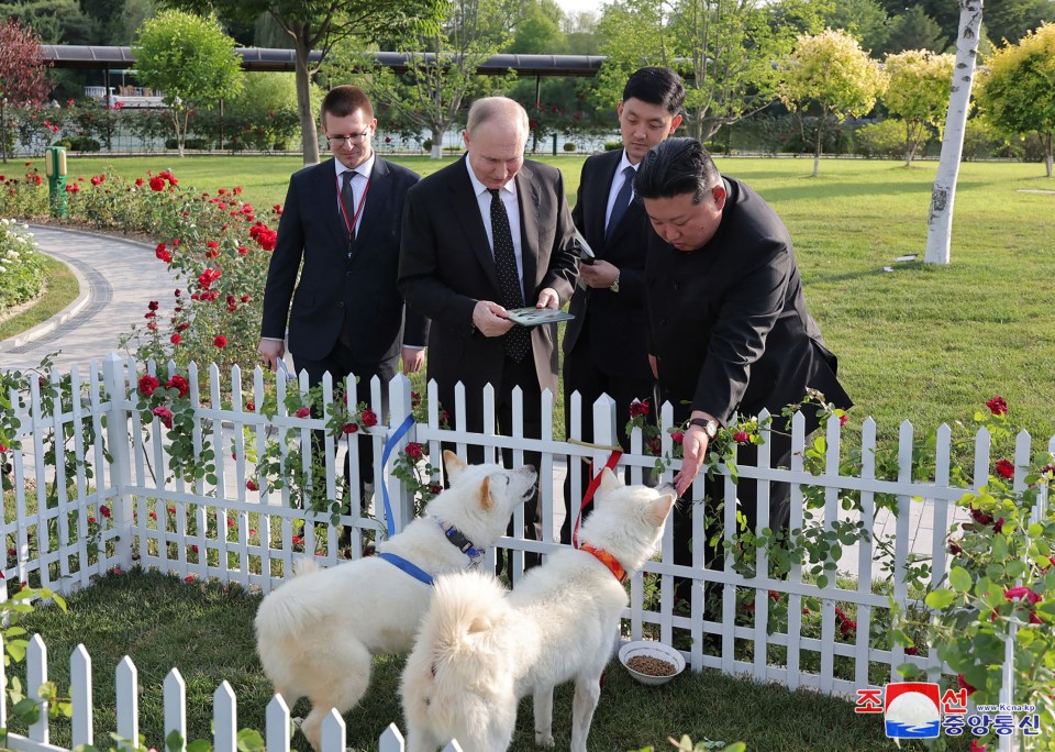 a white picket fence is surrounded by three dogs and a sign that says ' korea ' on it