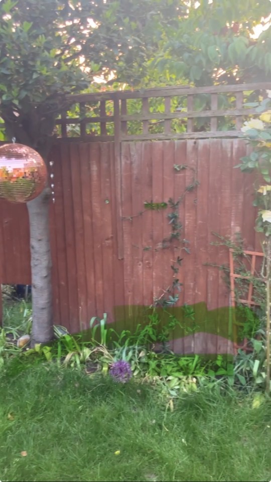 The fence and trellis last year, before the Passiflora grew and covered it