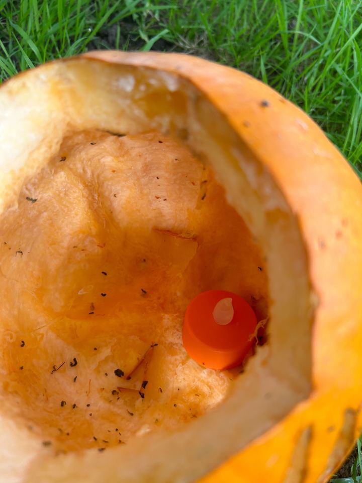 There were also lots of pests and slugs inside the pumpkin