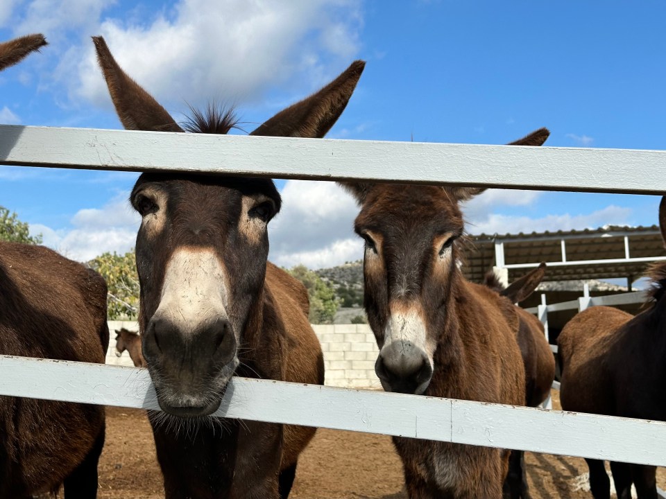 two donkeys behind a white fence looking at the camera