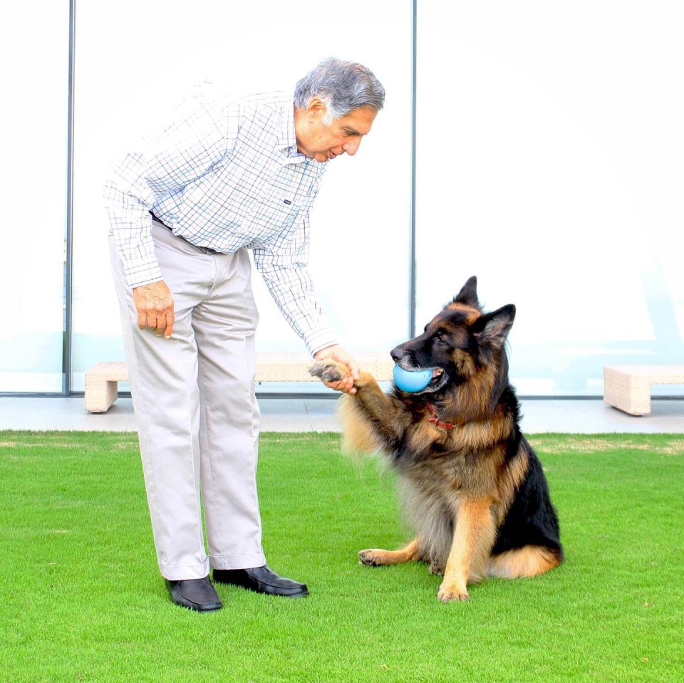 a man shakes the paw of a german shepherd with a blue ball in its mouth