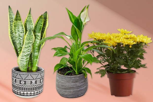 three potted plants one of which is a snake plant