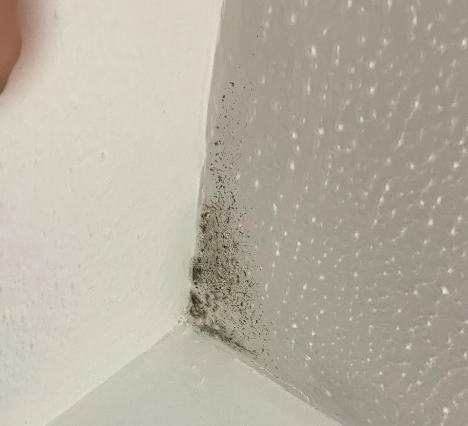 a corner of a white wall with black mold on it