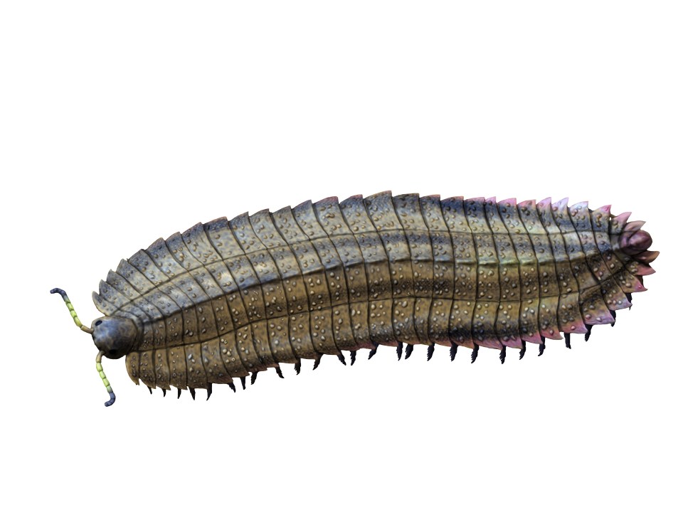 Arthropleura armata is an extinct millipede from the Late Carboniferous of Europe