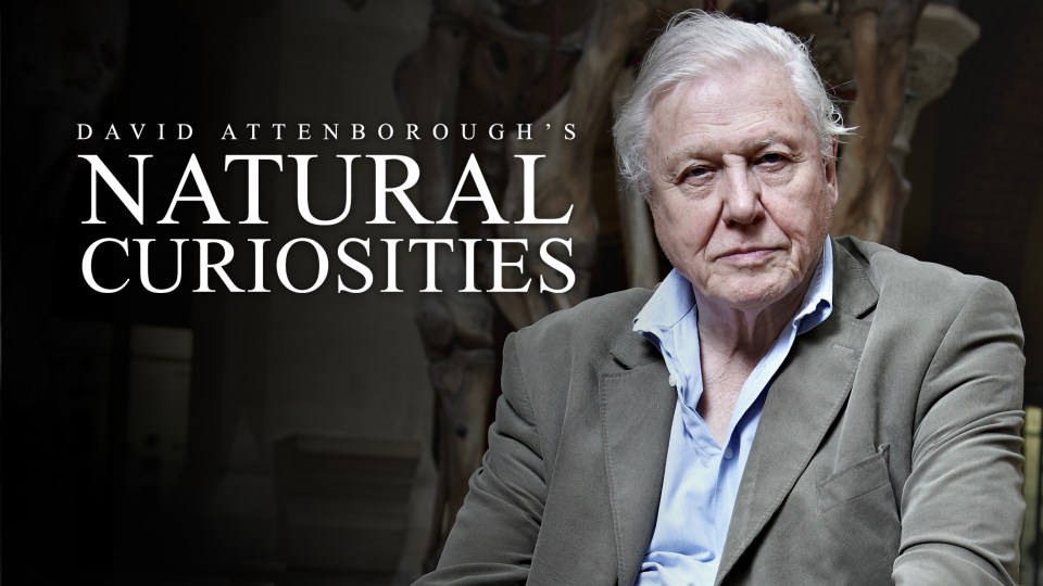 David Attenborough's Natural Curiosities is on the schedule