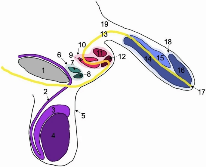 A 78-year-old man had two extra penises buried in his scrotum - the three red structures circled in pink and labelled as number 10 on the diagram show the secondary penis, while the two green structures labelled as 6 make up the third, smaller penis