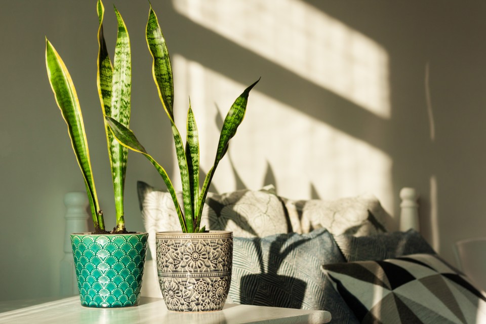 The whizz listed five plants to tackle mould, including peace lily and English ivy