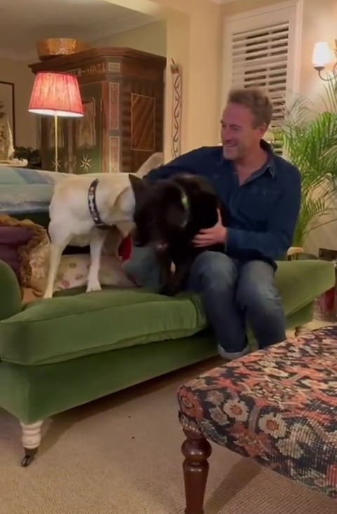 a man is sitting on a green couch with two dogs .