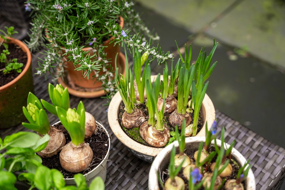 Make sure your spring bulb display isn't ruined with Chris' tips