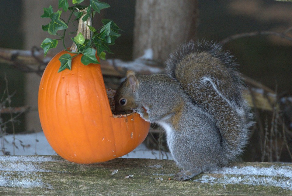 Or feed your local squirrels!