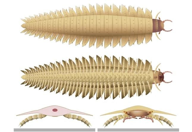 The 6.5-feet-long arthropod’s head has been found for this first time