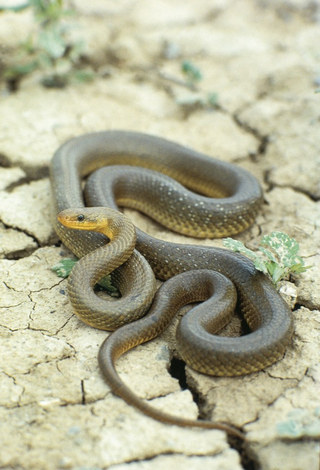 The snake can grow up to 6ft long and preys on rodents like mice and rats