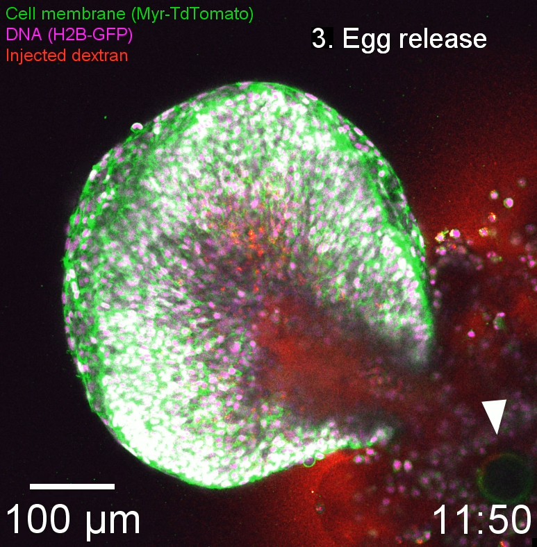 Scientists used cells from mice and documented the release of an egg from the follicle