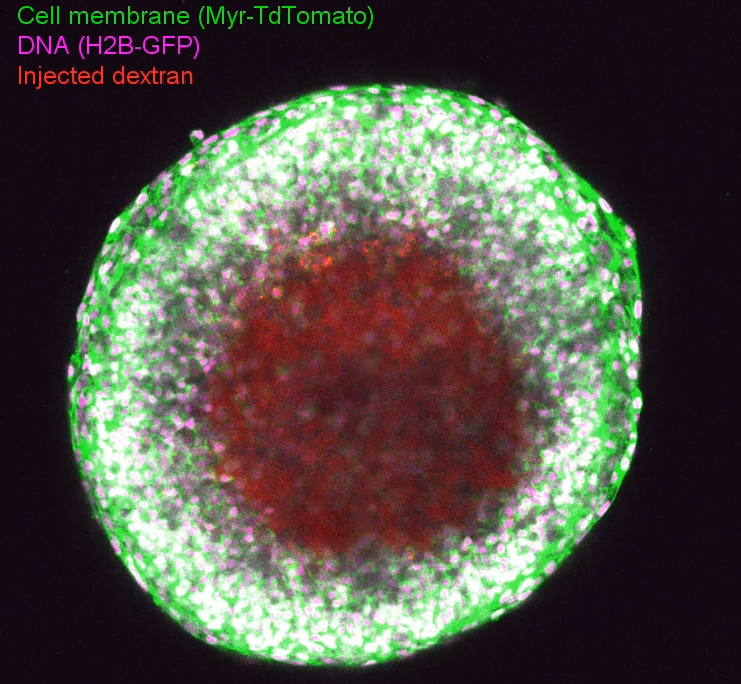 A video shows the process of ovulation in real time