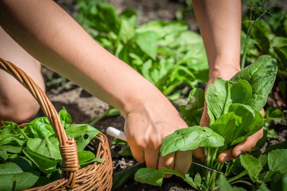 If you're planting spinach, it will be ready by Christmas, but must be grown in a greenhouse