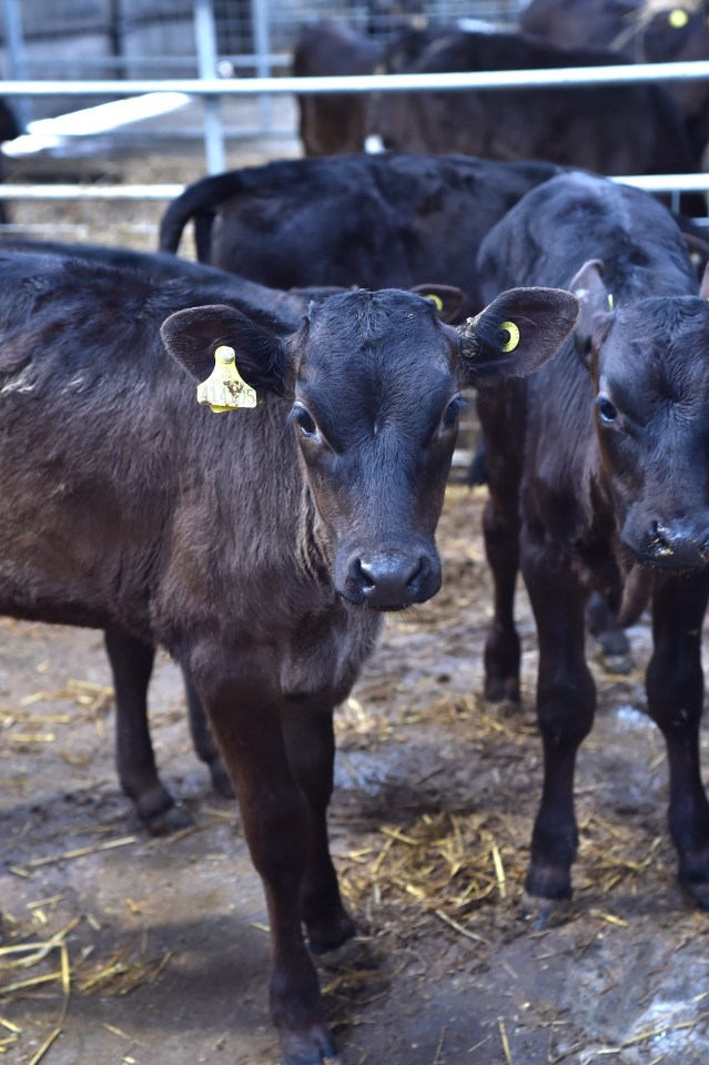 a calf with a tag on its ear that says ' a ' on it