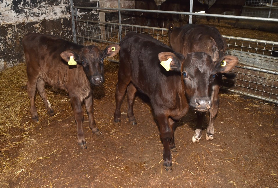 three brown calves with yellow tags on their ears