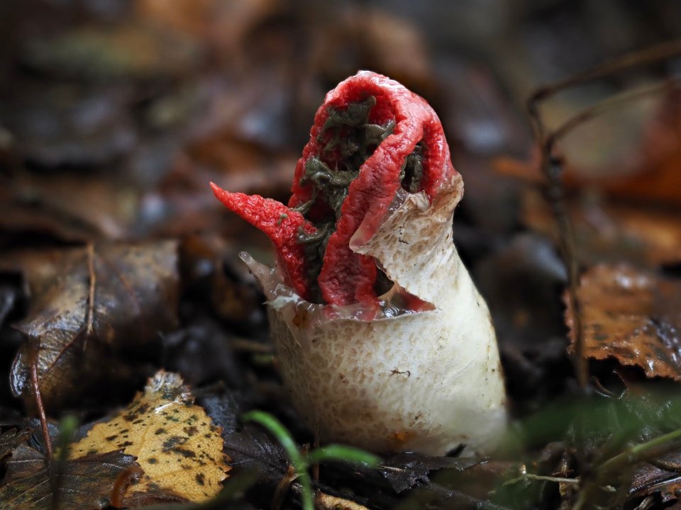 A snap of the bizarre fungus