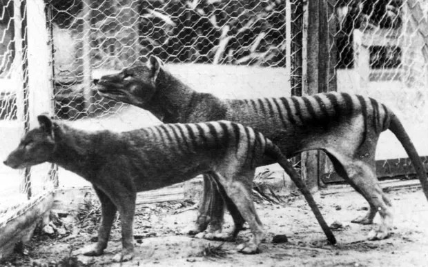 Two Tasmanian tigers, or thylacines, in captivity at Australia's Hobart Zoo in 1933