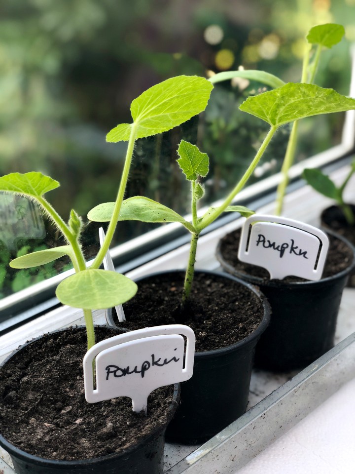 three potted plants with one labeled pumpkin