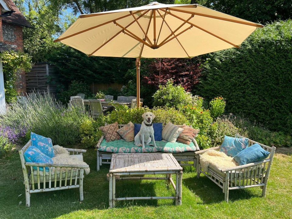 a dog sits on a couch under an umbrella