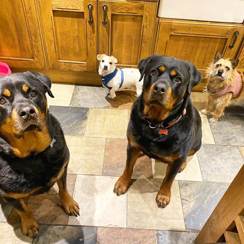 a group of dogs are standing on a tiled floor