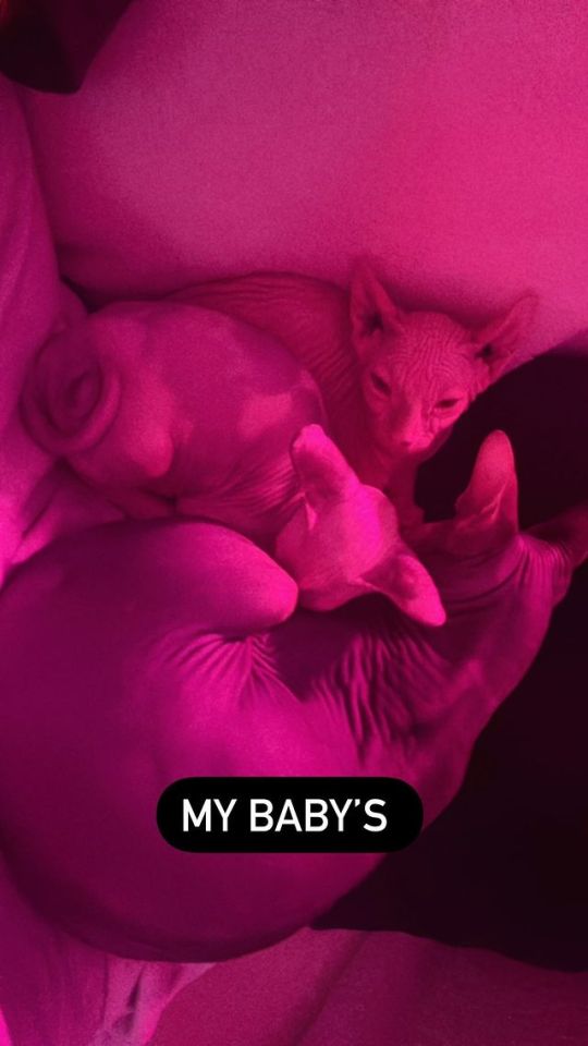 It was just weeks ago that Katie shared a picture of three designer sphynx cats