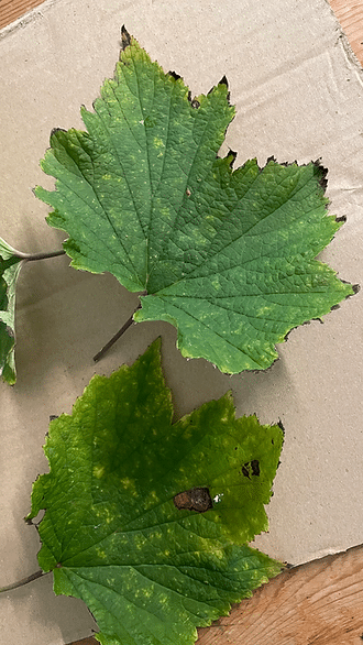 You can make ghost decorations using fallen leaves