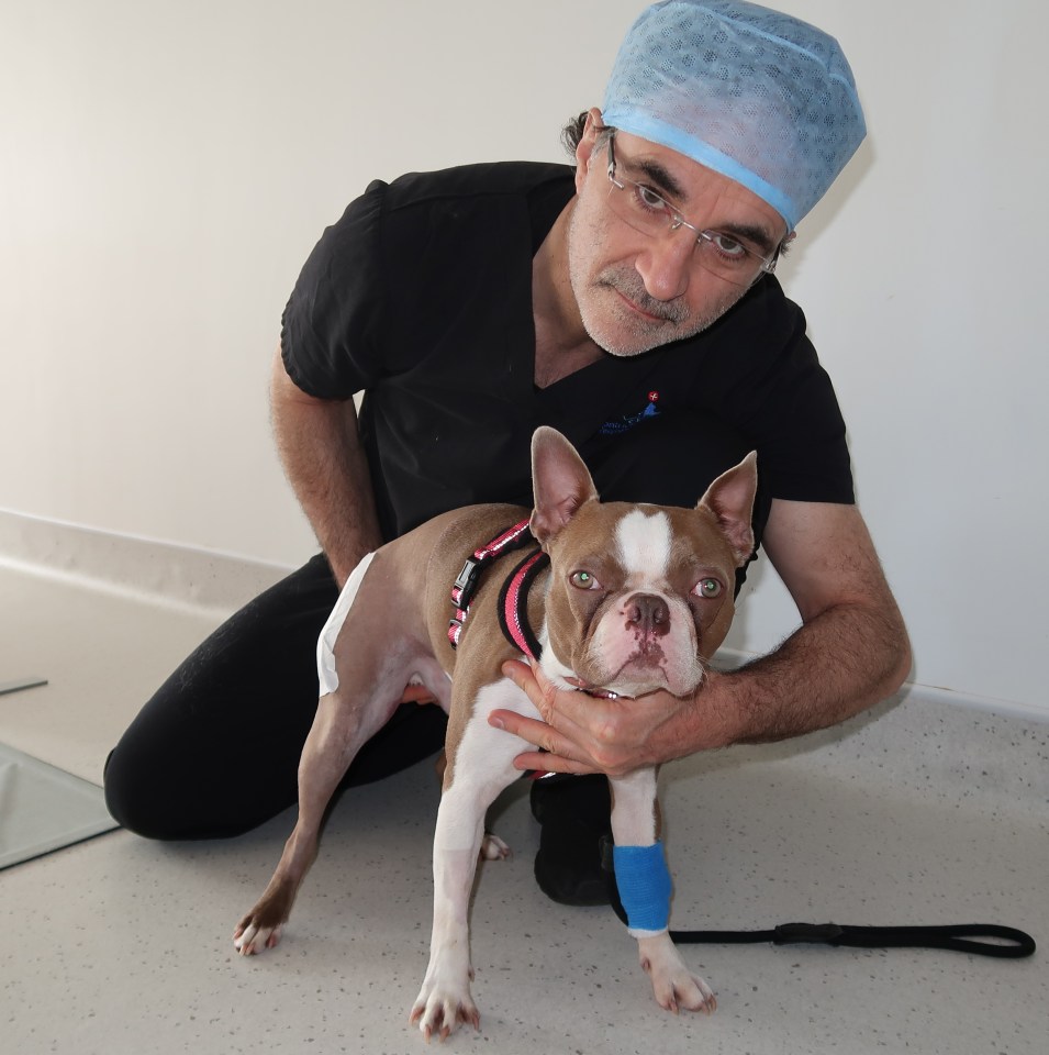 a man kneeling next to a dog with a bandage on its leg