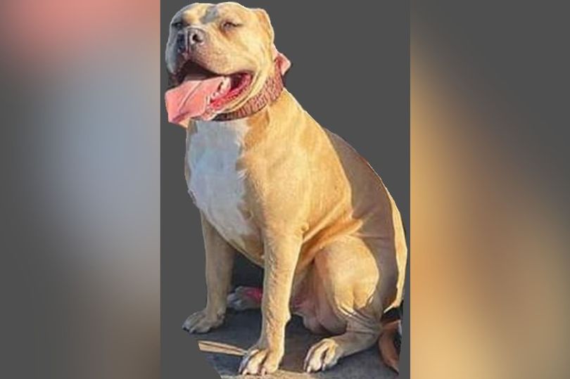 a brown and white dog is sitting on the ground with its tongue hanging out .