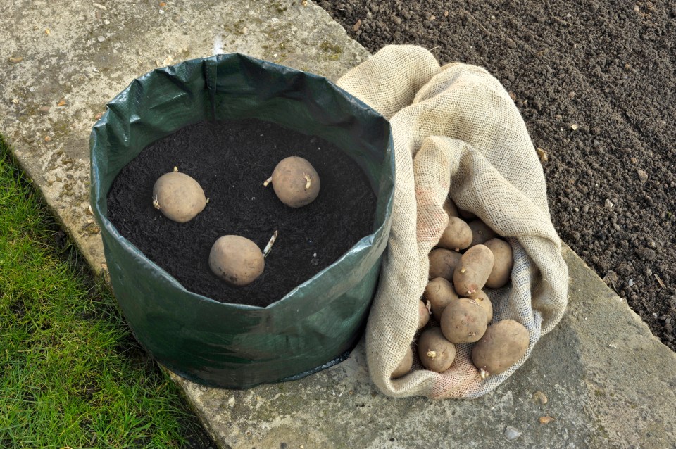 Be sure to plant your potato seeds at least 20cm deep for the best results, the gardening pro advised