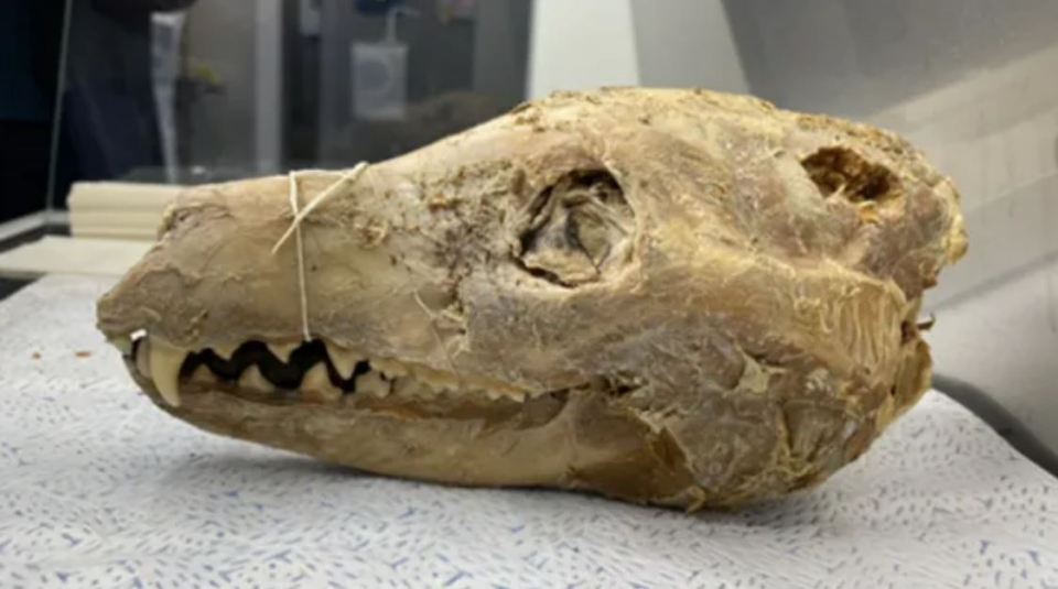 A 108-year-old Tasmanian tiger skull with fragments of skin still attached