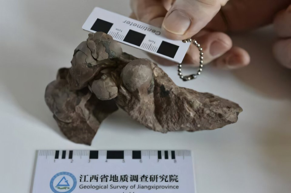 The smallest dinosaur egg ever found was confirmed in Ganzhou, China