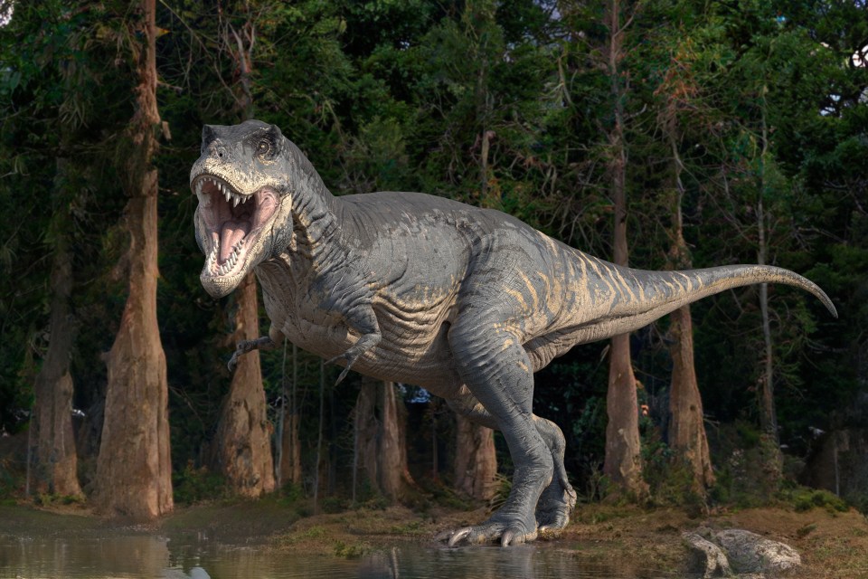 The Tyrannosaurus rex was one of the largest ever predators