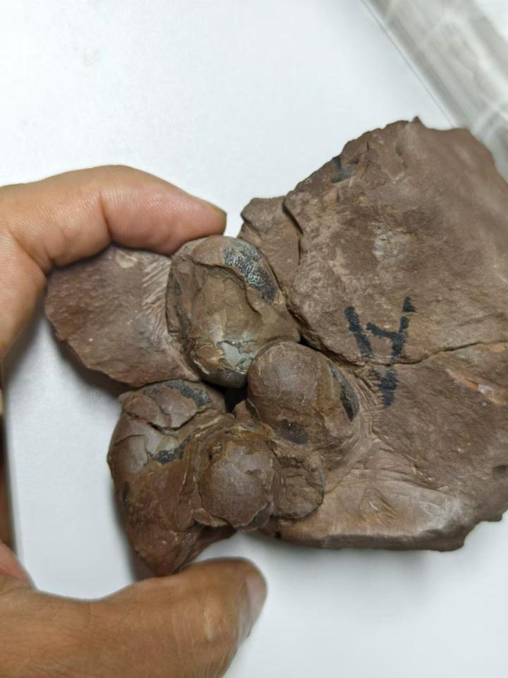 The image shows the new type of dinosaur egg fossils discovered