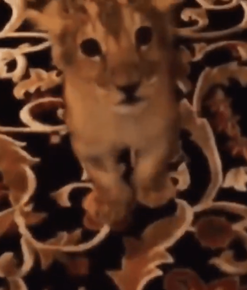 a close up of a lion cub on a carpet