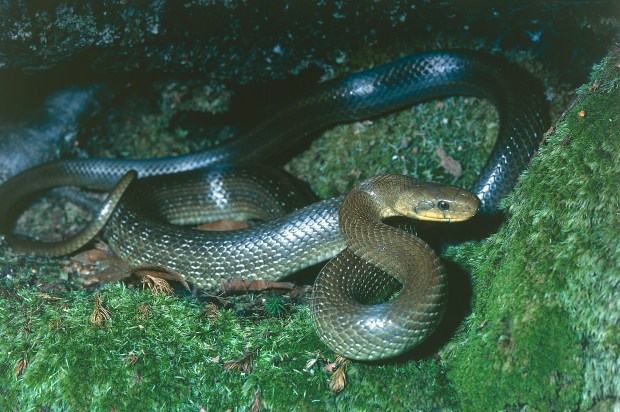 a snake is curled up on a mossy surface