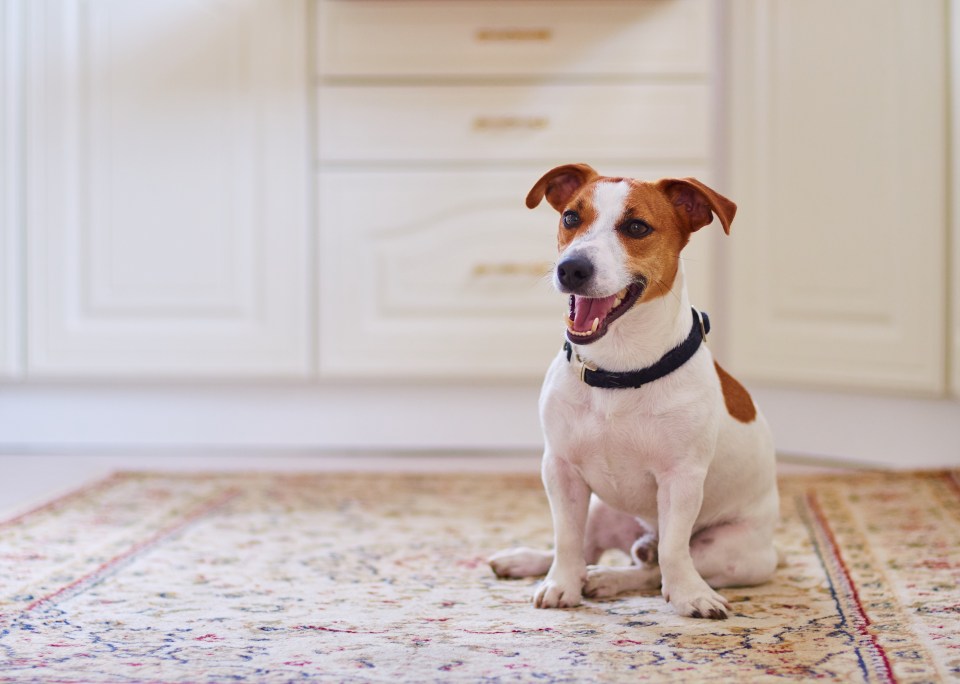 Pudding the Jack Russell's owner thinks she may have Cushing’s Disease