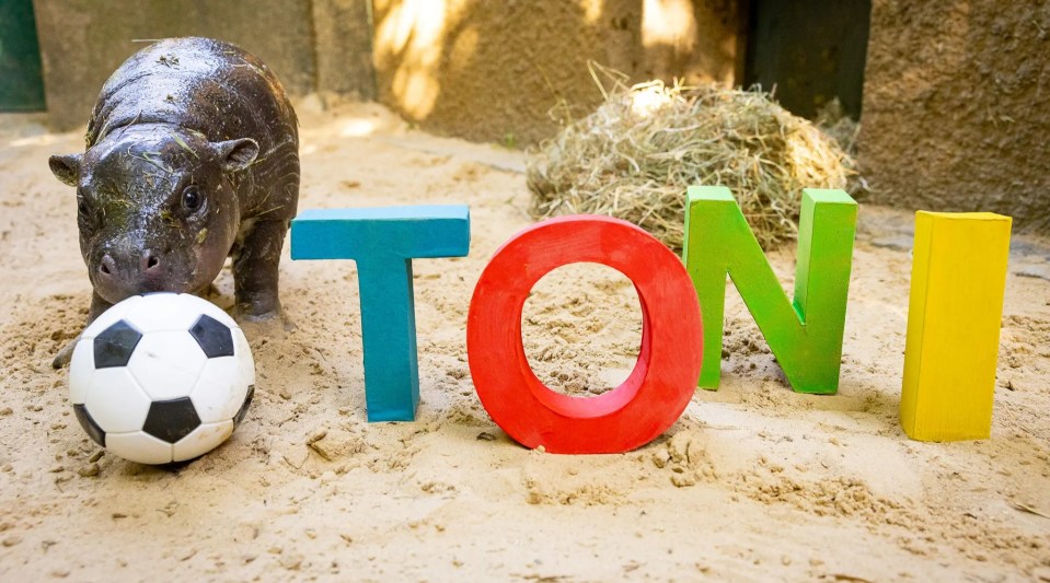 a hippopotamus playing with a soccer ball next to the word toni