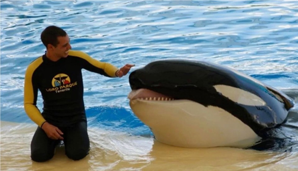 The orca pictured with his trainer Alexis Martinez