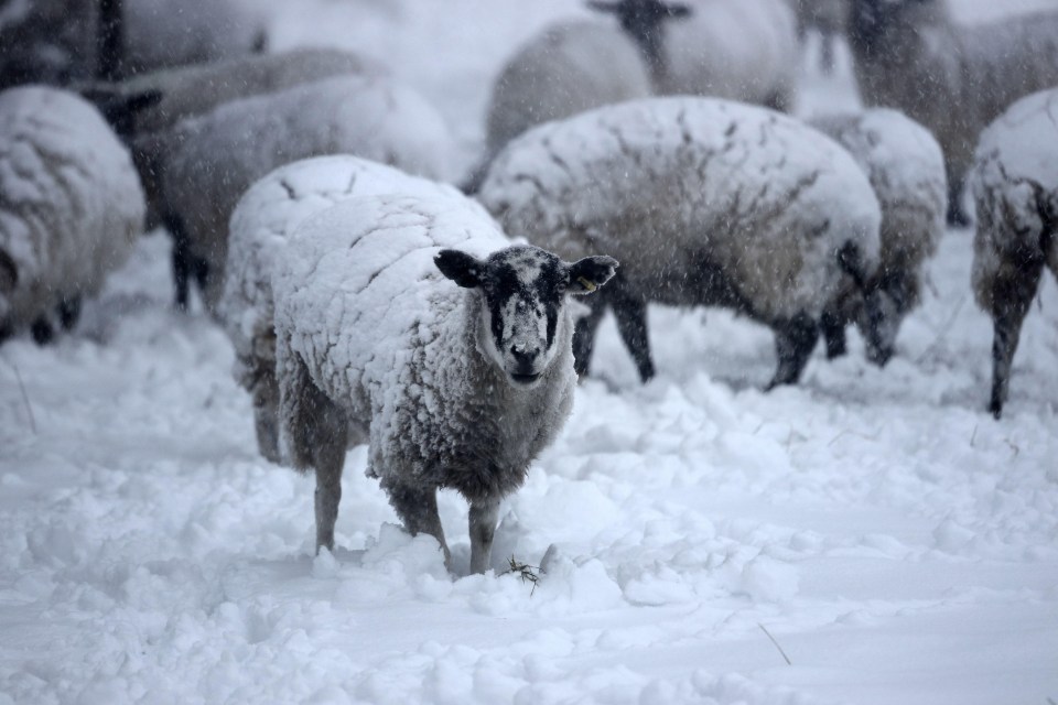 Sheep braving the snow in Barnard Castle, Teesdale, County Durham