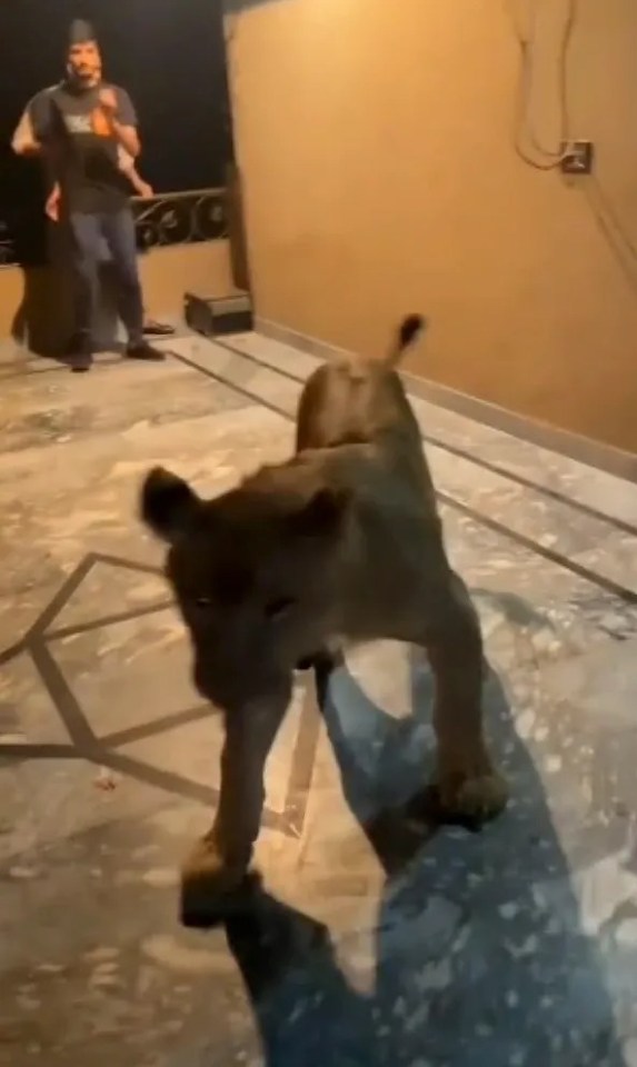 a man is holding a baby while a lion is standing on a concrete floor .