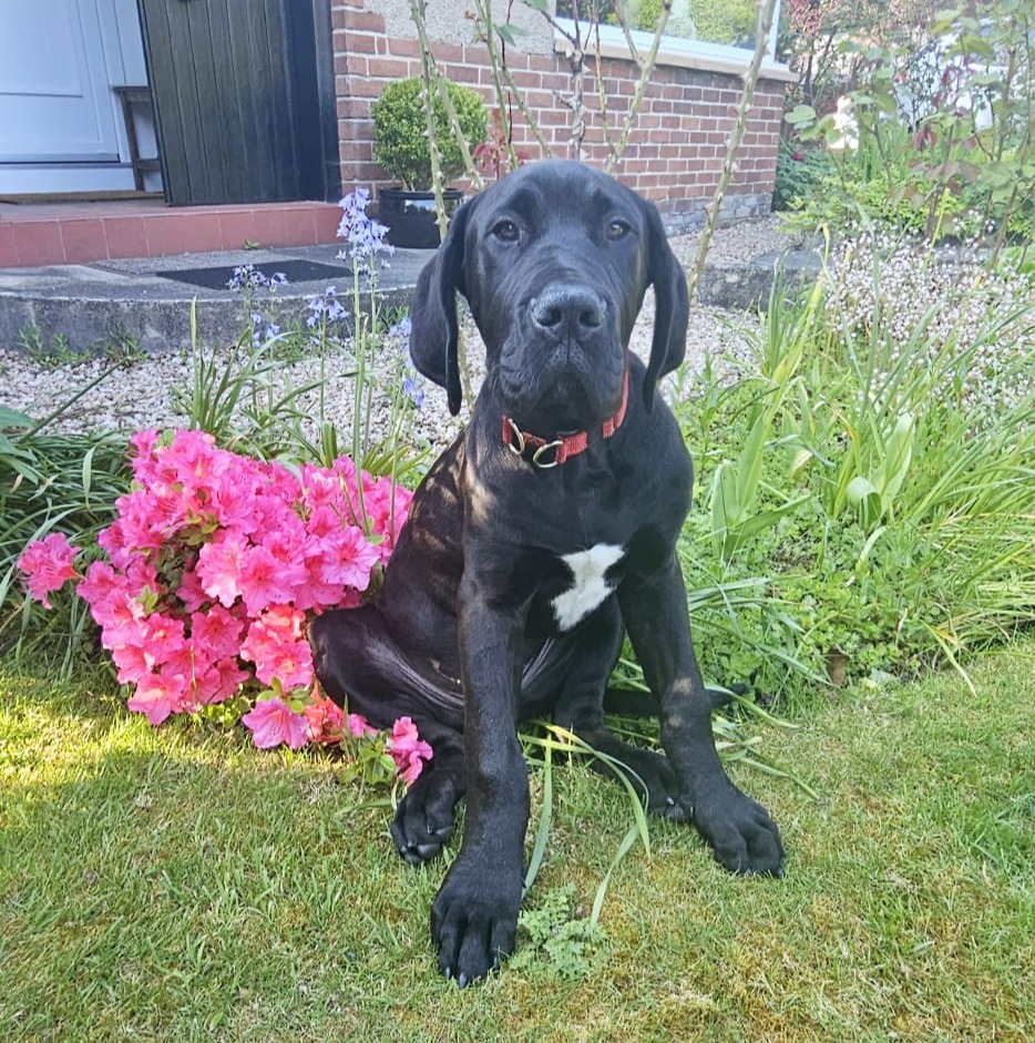 Archie the Great Dane swallowed a BBQ skewer