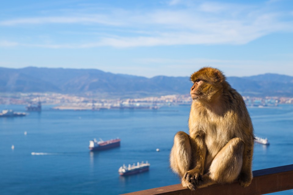 Gibraltar is home to around 250 monkeys