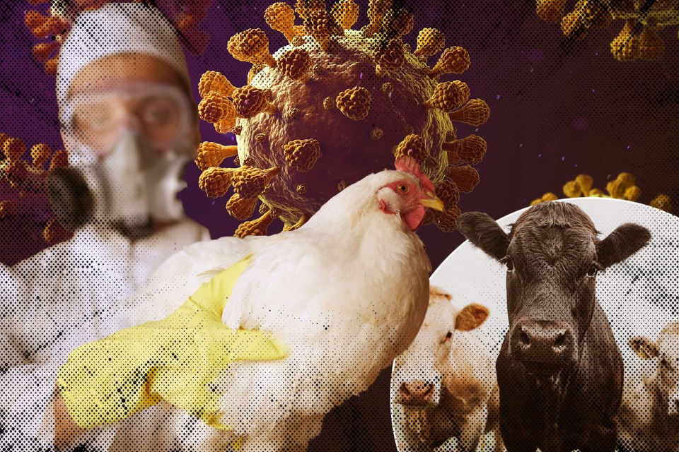 Experts fear bird flu might already be more transmissible in humans