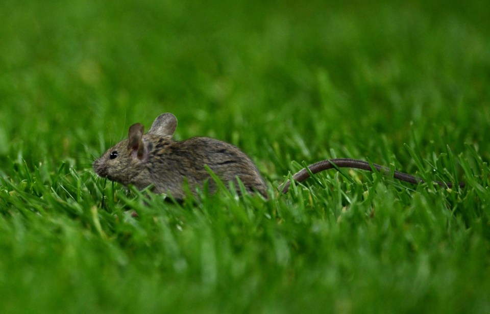 A mouse is seen on Old Trafford pitch