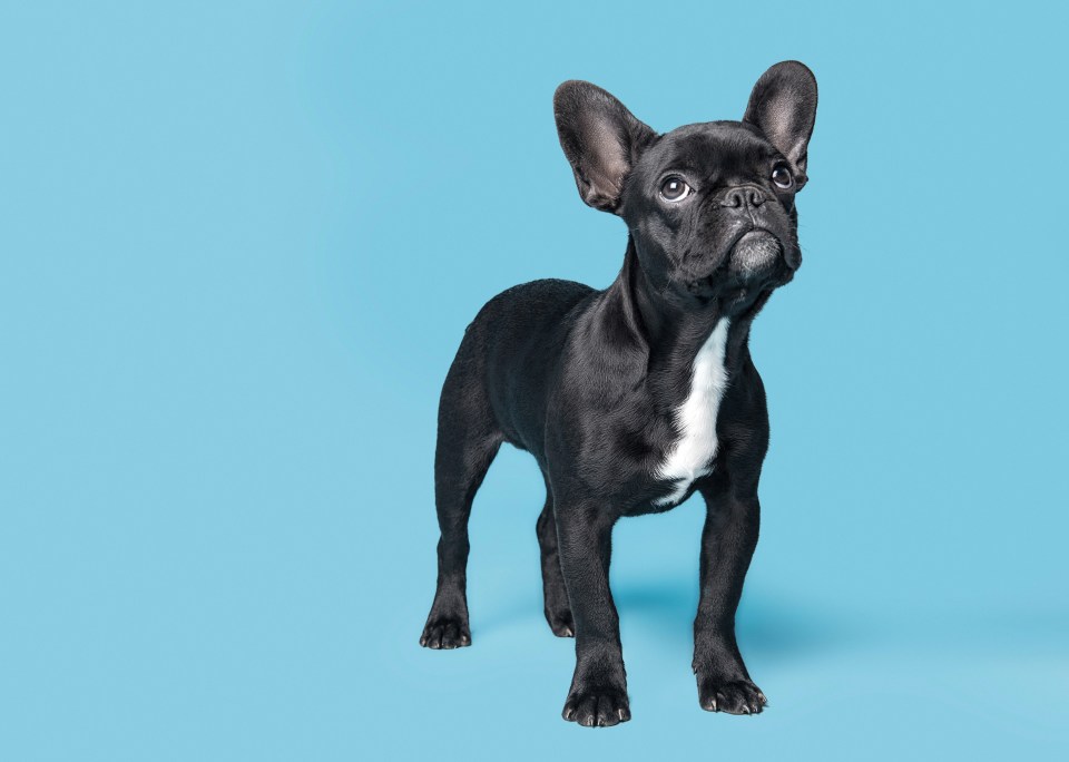 As adorable as they are, Frenchies are 'allergic to planet earth'