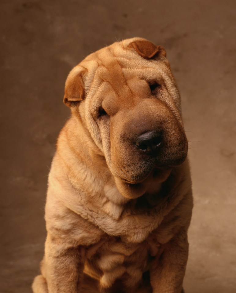 Another breed the whizz would never consider getting is Shar Pei