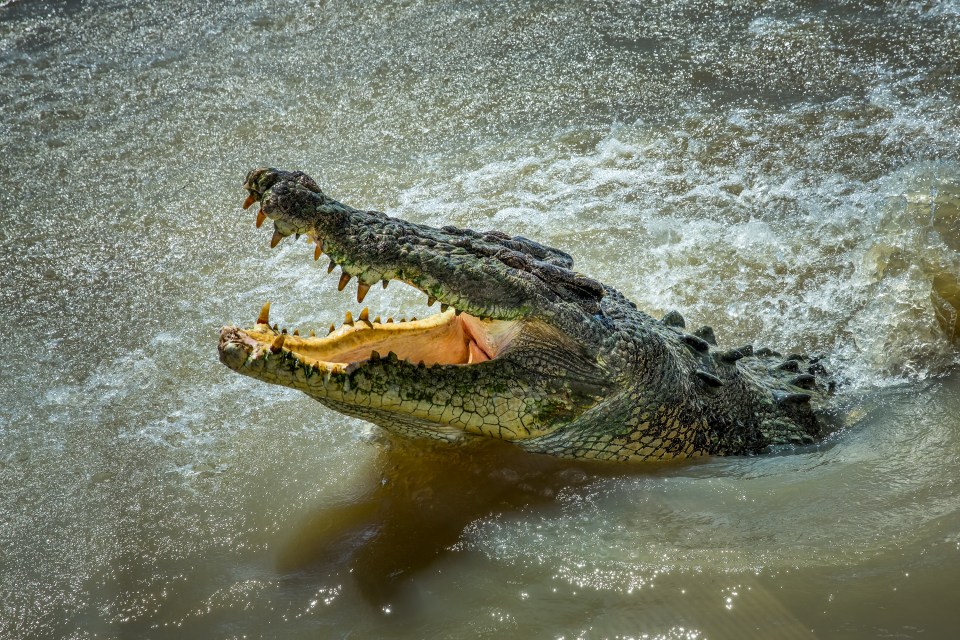 a crocodile is swimming in the water with its mouth open