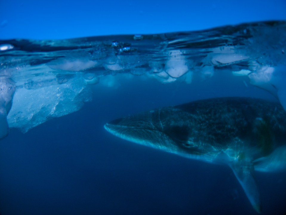 a shark is swimming near a piece of ice in the ocean